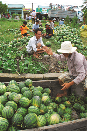 Dưa hấu được chăm sóc đúng kỹ thuật sẽ cho quả to đều, hình thức đẹp Dưa hấu được chăm sóc đúng kỹ thuật sẽ cho quả to đều, hình thức đẹp