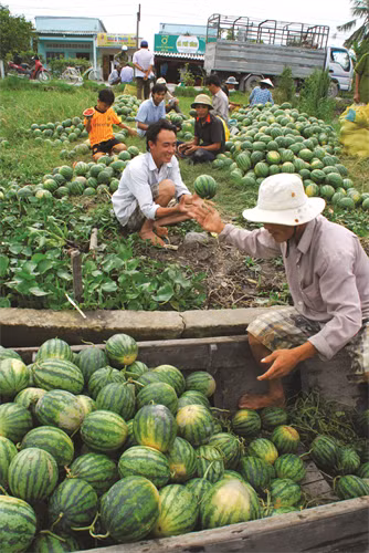 Dưa hấu được chăm sóc đúng kỹ thuật sẽ cho quả to đều, hình thức đẹp