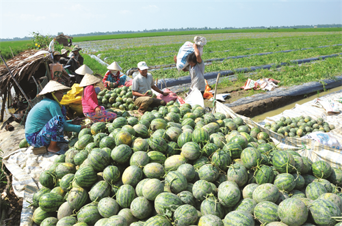 Khi thu hoạch và vận chuyển bà con cần tránh để quả dưa hấu bị dập vỏ