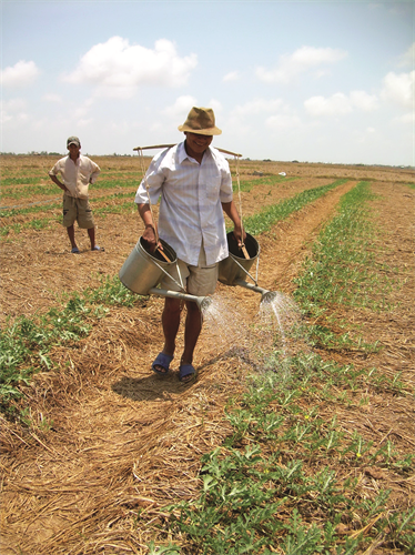 Cây dưa hấu ưa ẩm nhưng khi trồng tuyệt đối không để ngập úng