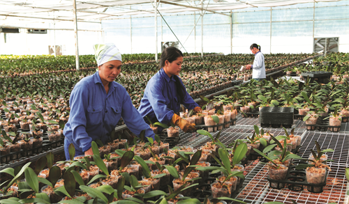 Cây lan con nên trồng vào chậu màu trắng, trong để cho rễ quang hợp và phát triển thuận lợi