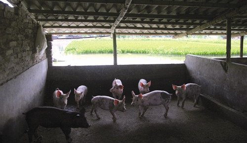 Chuồng nuôi gia súc được xây dựng cạnh ao Chuồng nuôi gia súc được xây dựng cạnh ao