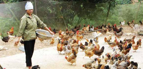 Ban ngày thả gà ra sân, vườncó quây lưới B40 Ban ngày thả gà ra sân, vườncó quây lưới B40