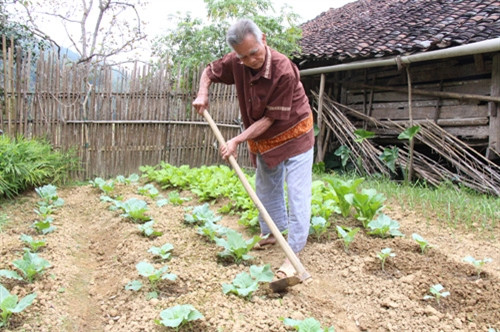 Ông Hỏn tự trồng rau phục vụ gia đình.