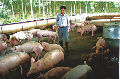 Trại nuôi lợn của gia đình anh Giàng