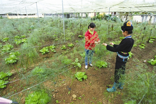 Vườn ươm măng cần được che lưới để tránh tác động xấu của thời tiết