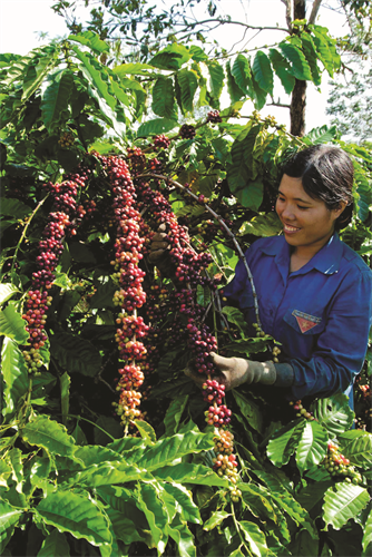 Cà phê là cây xóa đói giảm nghèo của đồng bào Ê Đê