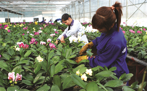 Kiểm tra lan thường xuyên để phát hiện sâu bệnh kịp thời