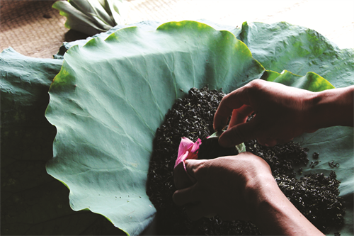 Mỗi bông sen ướp vừa đủ một ấm trà