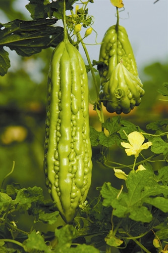 Quả mướp đắng có vị đắng, chứa nhiều vitamin