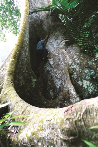 Cây sấu nghìn năm tuổi