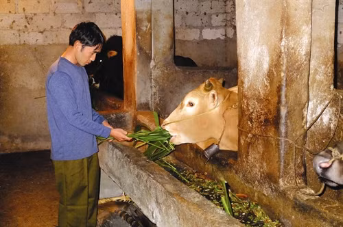 Để bò vàng phát triển tốt cần cho bò ăn kết hợp giữa thức ăn tinh và thức ăn thô xanh