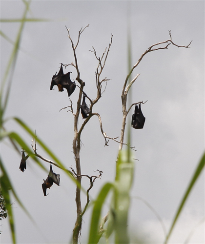 Những chú rơi đang treo mình trên cây