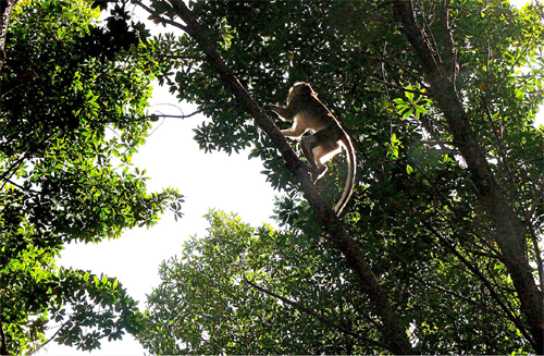 Đây là nơi các loài thú được tự do vui chơi