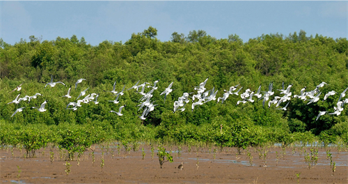 Đàn cò nổi tiếng ở Vườn quốc gia Mũi Cà Mau