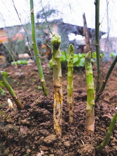 Măng tây thu hoạch hàng ngày khi măng nhô lên mặt đất và chưa bắt đầu chia lá đầu măng
