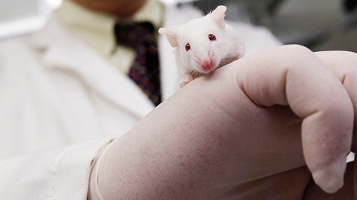 Các nhà khoa học nhận thấy việc tiêm máu của những con chuột chưa trưởng thành sẽ giúp tăng khả năng nhận thức và ghi nhớ của những con chuột già. Các nhà khoa học nhận thấy việc tiêm máu của những con chuột chưa trưởng thành sẽ giúp tăng khả năng nhận thức và ghi nhớ của những con chuột già.