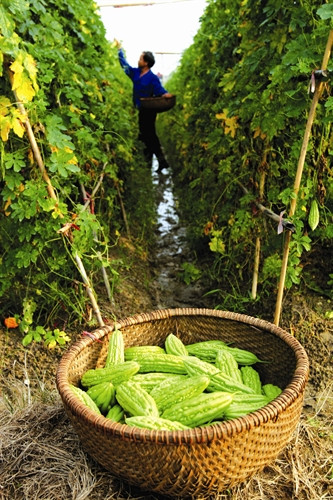 Cắm cọc làm giàn cho mướp đắng leo