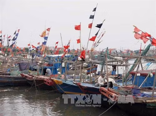 Các tàu thuyền của ngư dân Hải Phòng vào neo đậu tại khu vực Cảng cá Đồ Sơn. Ảnh: Hoàng Ngọc-TTXVN