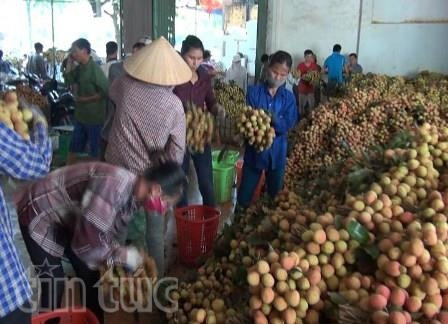 Vải thiều Lục Ngạn được xử lí lưu huỳnh để để diệt trứng và các loài sâu bọ Vải thiều Lục Ngạn được xử lí lưu huỳnh để để diệt trứng và các loài sâu bọ