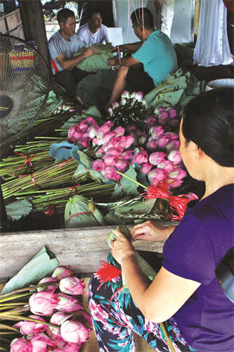 Sau khi cho trà vào hoa sen, người ta dùng lá sen bọc lại và buộc chặt