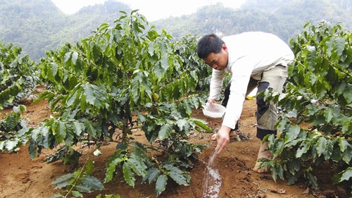 Bón phân để cung cấp kịp thời chất dinh dưỡng cho cây cà phê sau thu hoạch