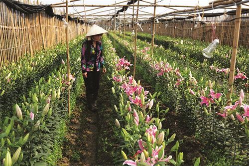 Trồng hoa ly đang là hướng đi mang lại thu nhập cao cho người nông dân Mê Linh