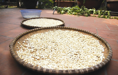 Thức ăn chủ yếu của chim bồ câu là đậu xanh, ngô hạt, thóc và cám tổng hợp...