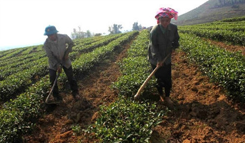Trưởng bản Lò Văn Xương giúp đồng bào thoát nghèo ảnh 1 Trưởng bản Lò Văn Xương giúp đồng bào thoát nghèo ảnh 1