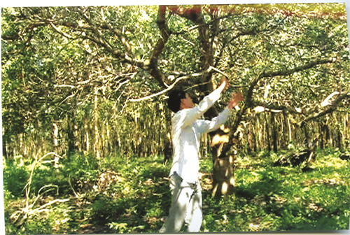 Anh Giàng chăm sóc vườn điều giai đoạn sau thu hoạch