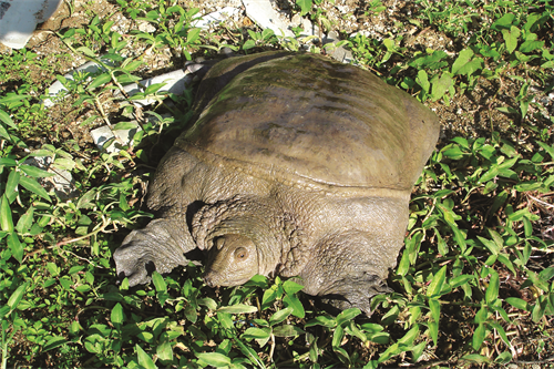 Ba ba sau khoảng 30 tháng nuôi sẽ cho thu hoạch, trọng lượng từ 1 - 1,5 kg/con