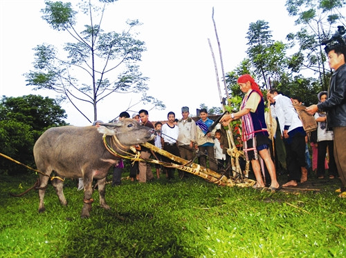 Già làng thực hiện nghi lễ Ting Pêng
