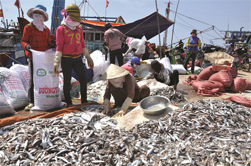 Thu hoạch cá sau ngày dài đi biển