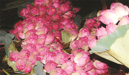 Hoa sen Hồ Tây bông to, có nhiều cánh hồng tươi, hương thơm ngào ngạt