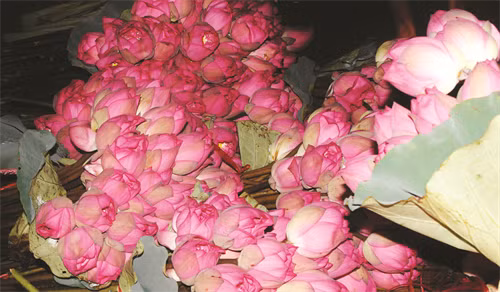 Hoa sen Hồ Tây bông to, có nhiều cánh hồng tươi, hương thơm ngào ngạt