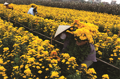 Cúc là một trong những loại hoa được trồng rất nhiều ở Mê Linh