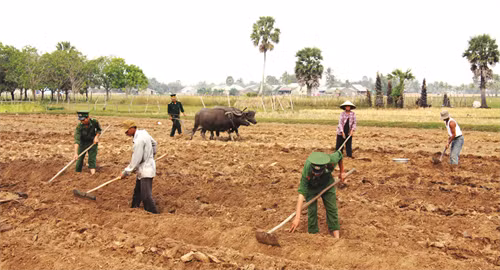 Đồn Biên phòng cửa khẩu quốc tế Hà Tiên (kiên giang) tích cực gắn bó với dân, giúp dân vùng biên giới thu hoạch lúa, trồng hoa màu, sửa chữa nhà cửa, tặng bò cho các hộ nghèo đồng bào dân tộc khmer… Ảnh: Lê sen