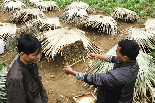 Khi đàn ong có dấu hiệu phát triển lạ cần mở thùng ong để kiểm tra