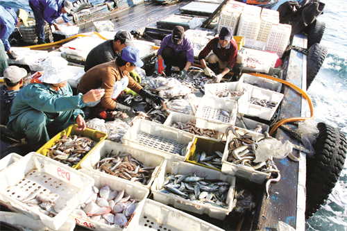 Cá được phân loại ngay trên tàu hậu cần trước khi vận chuyển vào bờ Cá được phân loại ngay trên tàu hậu cần trước khi vận chuyển vào bờ