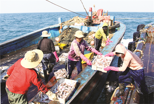 Thu mua hải sản giữa tàu hậu cần và tàu đánh bắt cá trên vịnh Bắc Bộ Thu mua hải sản giữa tàu hậu cần và tàu đánh bắt cá trên vịnh Bắc Bộ
