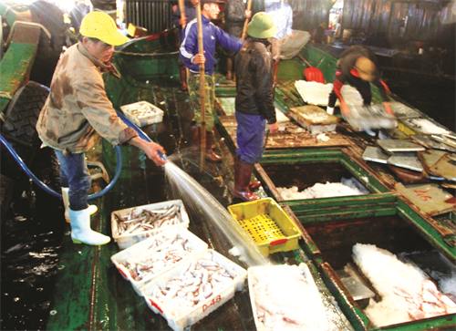 Bảo quản hải sản trên tàu hậu cần Bảo quản hải sản trên tàu hậu cần