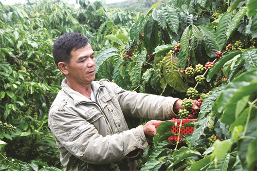 Cà phê chín phải được thu hoạch bằng tay, không tuốt cành, không làm gãy cành