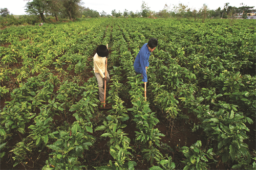 Cà phê cần trồng cây thẳng cây, hàng thẳng hàng