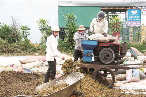 Sau thu hoạch, cà phê được phơi khô trước khi đưa vào bảo quản