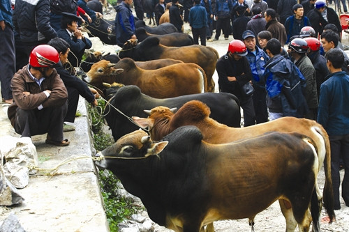 Sau khi vỗ béo, bà con đem bò vàng xuống chợ để bán