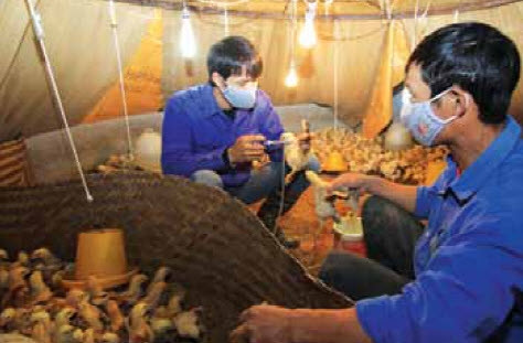 Tiêm vắc xin phòng bệnh cho gà theo đúng lịch trình Tiêm vắc xin phòng bệnh cho gà theo đúng lịch trình