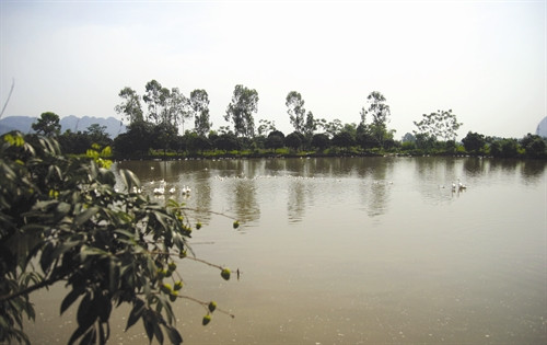 Tận dụng mặt nước ao để thả gia cầm Tận dụng mặt nước ao để thả gia cầm