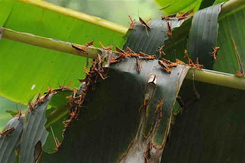 Mật độ châu chấu khoảng 100 – 300 con/mét vuông. Mật độ châu chấu khoảng 100 – 300 con/mét vuông.