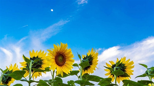 Rực rỡ cánh đồng hoa hướng dương ở Đơn Dương ảnh 4