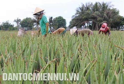 Gia đình chị Nguyễn Thị Kim Loan, người dân tộc Chăm ở xã Phước Minh, huyện Thuận Nam vay vốn chương trình cho vay hộ nghèo đầu tư nuôi cừu mang lại hiệu quả kinh tế cao. Ảnh: Trần Việt Hội viên nông dân huyện Ninh Sơn liên kết trồng mía cánh đồng lớn cung cấp cho Nhà máy đường Phan Rang. Ảnh: Công Thử Thông qua đào tạo nghề, nông dân xã Phước Thuận, huyện Ninh Phước ứng dụng khoa học - kỹ thuật vào sản xuất nho cho năng suất, chất lượng cao. Ảnh: Nguyễn Thành Sau khi được đào tạo nghề, nhiều lao động nông thôn tỉnh Ninh Thuận đã tìm được việc làm trong các dự án điện mặt trời. Ảnh: Nguyễn Thành Nông dân phường Văn Hải ở thành phố Phan Rang - Tháp Chàm chăm sóc cây nha đam. Ảnh: Nguyễn Thành